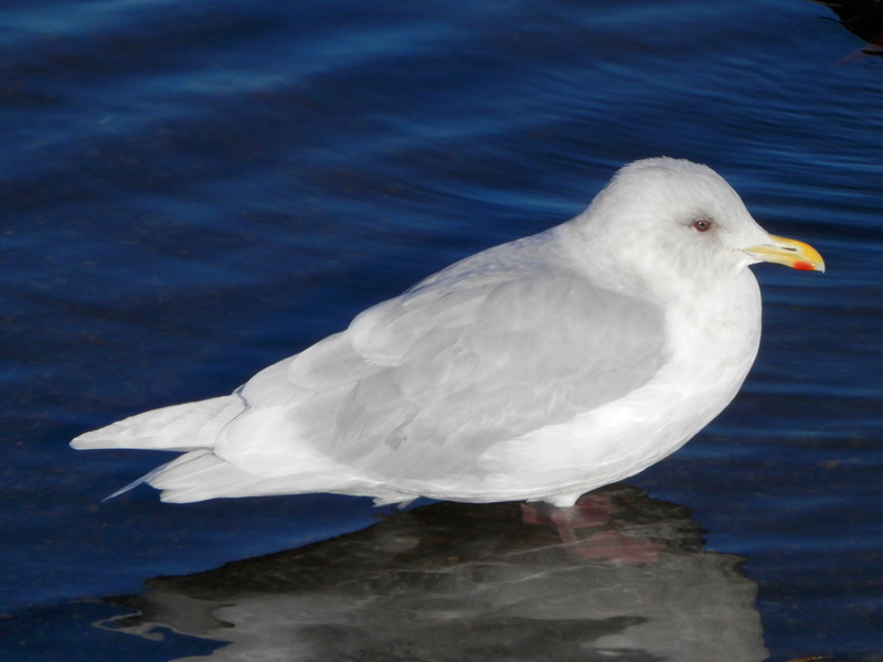 iceland gull, adult3_.jpg