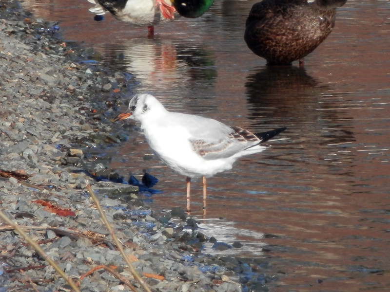 black-headed gull, 1st winter_.jpg