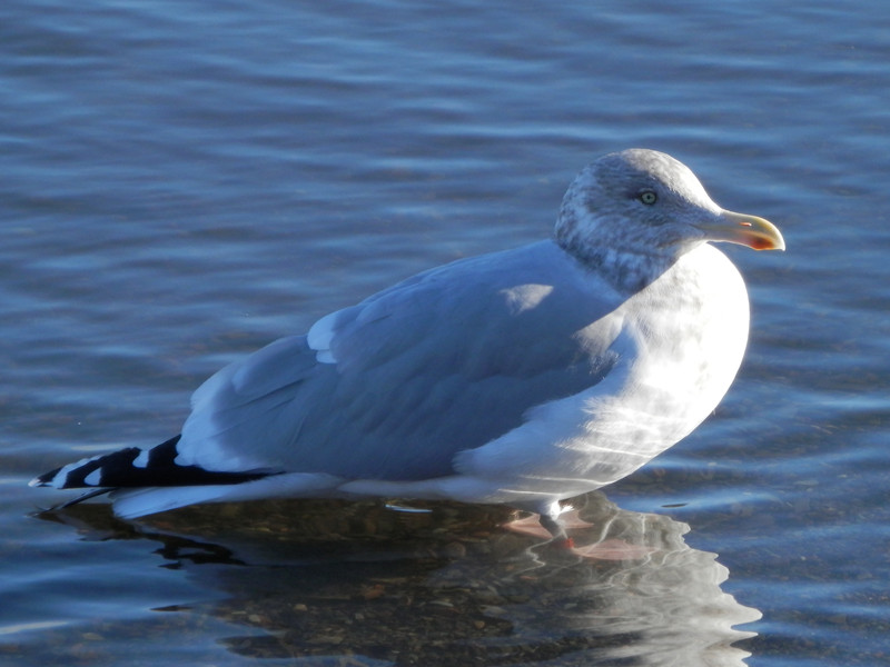 herring gull_.jpg