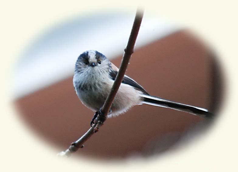 Lon-tailed_tit.jpg