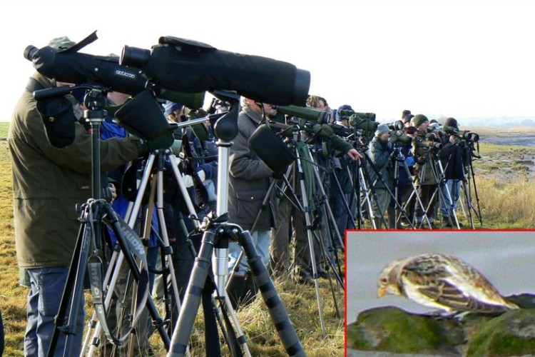 Twitchers_Slimbridge_24Jan09.jpg