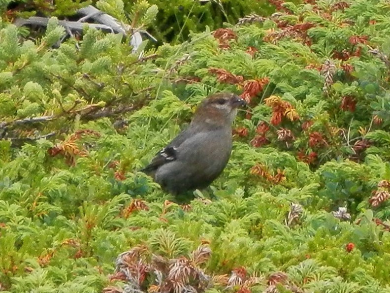 pine crossbill2_.jpg