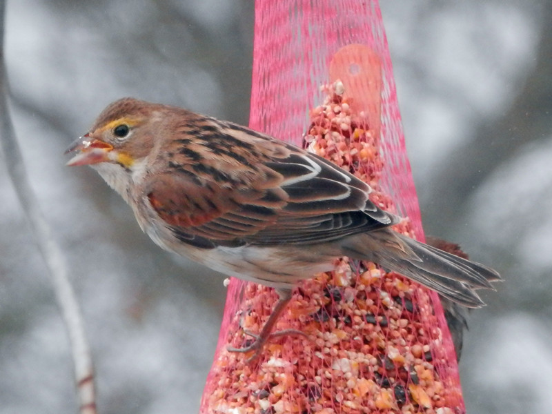 dickcissel11_.jpg