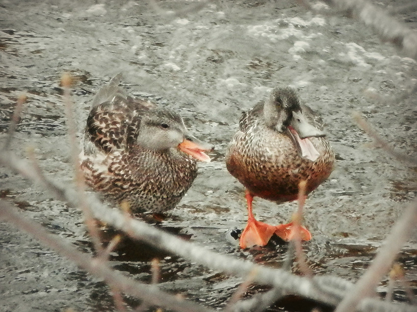 Gadwall and Shoveler.jpg