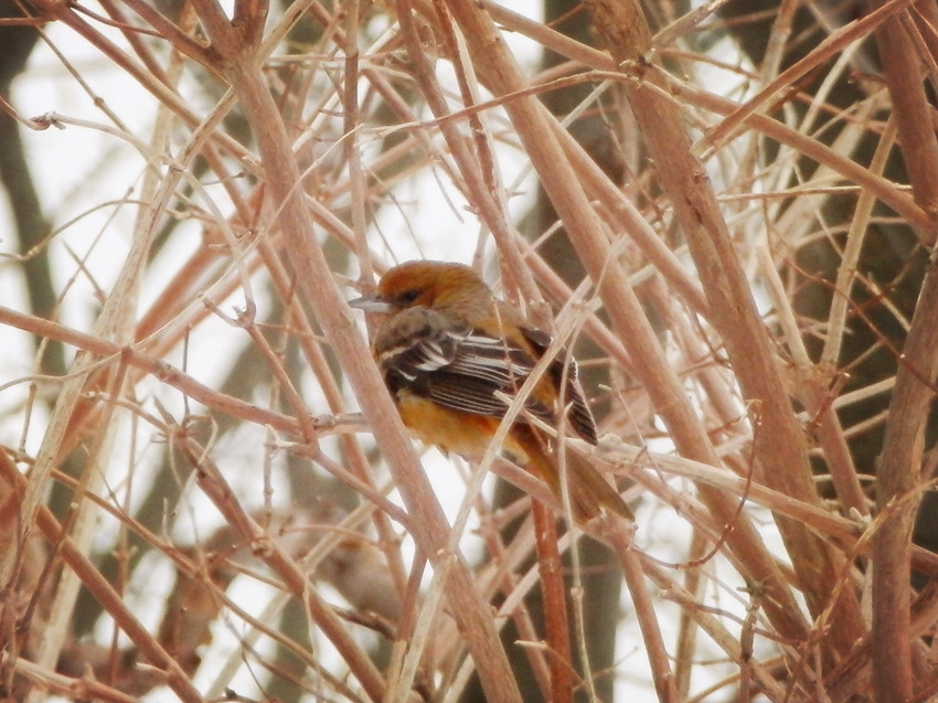 Baltimore Oriole.jpg