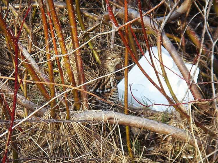 ruffed grouse3____.jpg